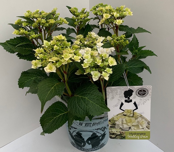 Hortensia of Hydrangea - Maruwa