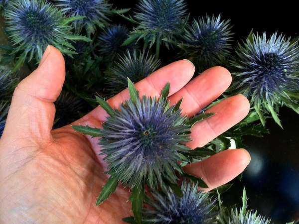 Sierdistel of Eryngium - Two Rockers & Company